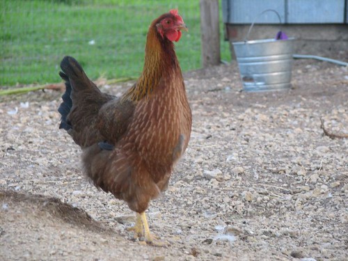 Chicken Pics: Photos of Popular Chicken Breeds (and all ...