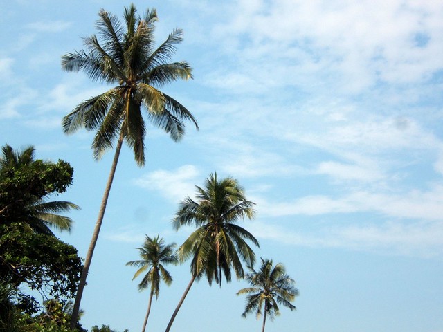 Palms @ Pulau Kapas, Malaysia