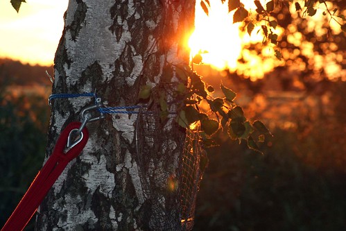 sunset birch