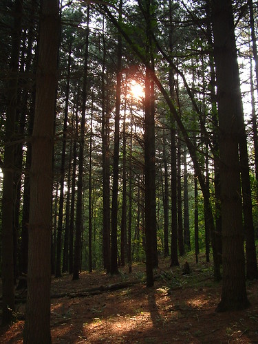 trees nature pine dusk
