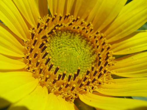 flower macro yellow interestingness backyard michigan explore sunflower pollen yerffej9 jeffrozema