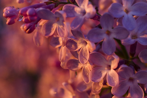 morning ontario canada flower color colour macro closeup sunrise spring dof purple bokeh lilac niagaraonthelake