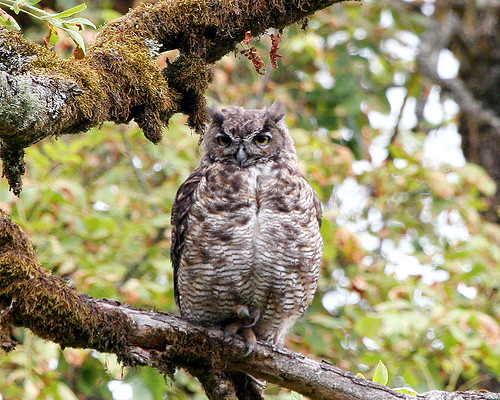 washington owl shirleen experiencewa ridgefieldnationalwildliferefuge