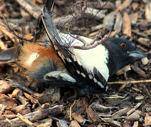 photowalk towhee flowrbx spottedtowhee pipilomaculatus birdtagging lincolnflickr lincolnflicker20061014 upcoming:event=108449