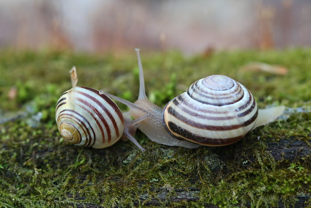 Snail Friends (SOTC 284/365)