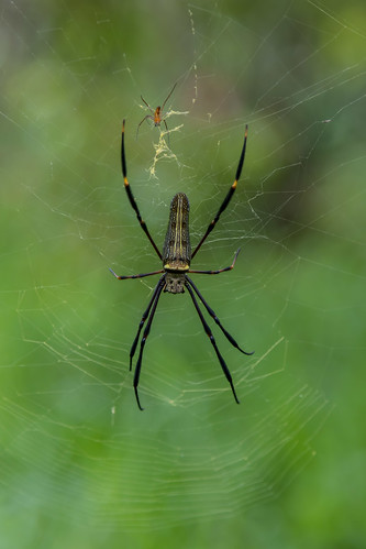 indonesia java animal arthropod arachnid arachnida aracneae chelicerata araneidae orbweaver spider web spiderweb silk sexualdimorphism