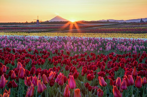 tulips mthood spring sunrise oregon pacificnorthwest