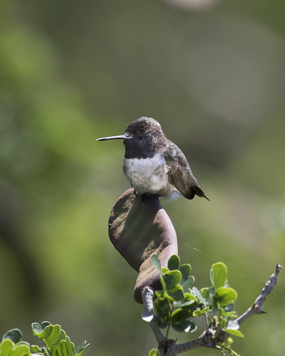 birds texas canon7dmarkii outdoors nature wildlife blackchinnedhummingbird archilochusalexandri hummingbird blackchinned hazelbazemorepark nuecescounty
