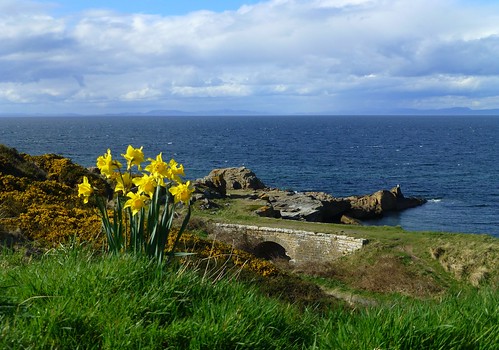 burghead scotland spring moray firth black isle view weather nature daffodils sea