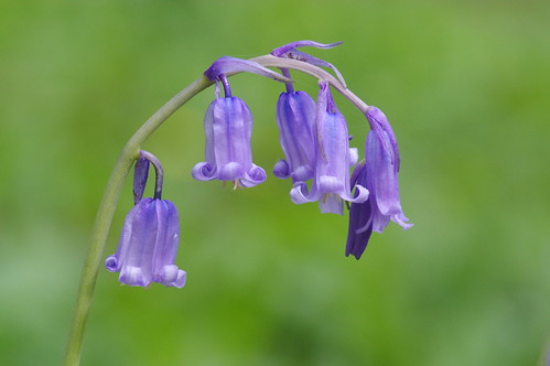 wild flower wildlife woodland cambridgeshire overhallgrove bluebell hyacinthoidesnonscripta