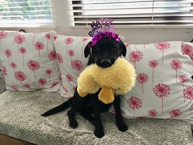 happy birthday daisy!