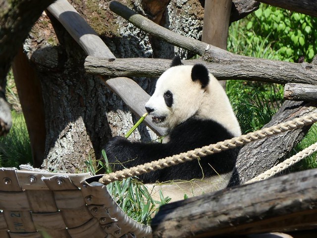Panda Jiao Qing, Zoo Berlin