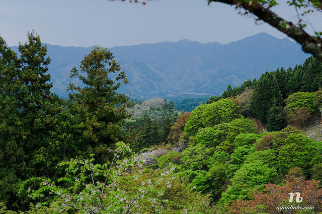 Du lịch bụi Nhật Bản (3): Ngày thứ Hai - Leo núi Yoshino (Yoshinoyama) tìm Hoa Anh Đào