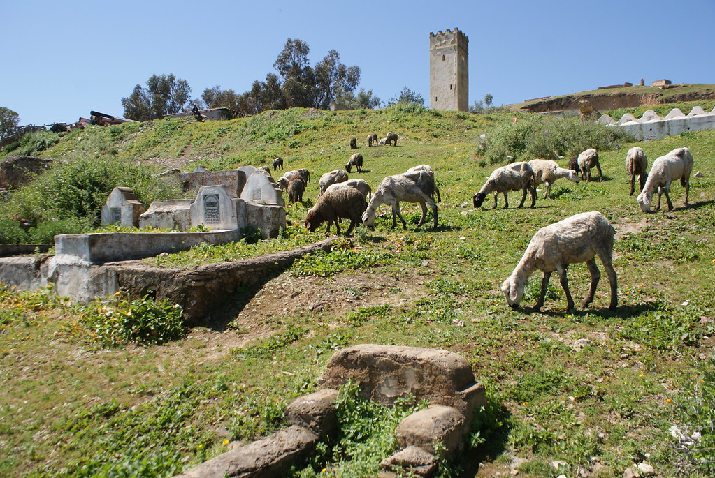 Cimetière au nord de Fès au pied des tombeaux des Mérinides avec un troupeau de moutons entre les tombes.