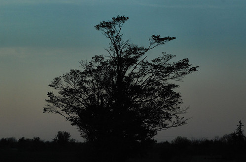 jrneziolphotography portrait landscape silhouette tree treeline outdoor nature blue sky bluesky bluehue brantford beautiful nikon nikondslr nikoncamera nikond80 naturallight
