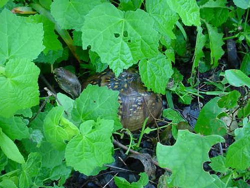 tortoise 1