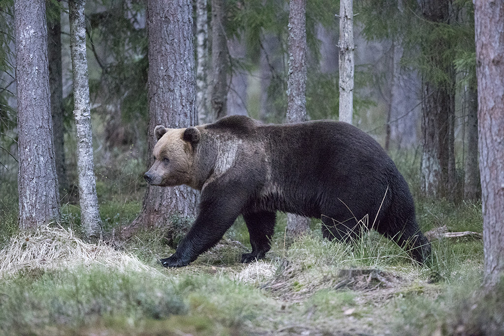 Brown Bear    Estonia