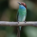 Blue-throated Bee-eater (Merops viridis) 蓝喉蜂虎