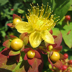 Hypericum Fruits and Flowers,