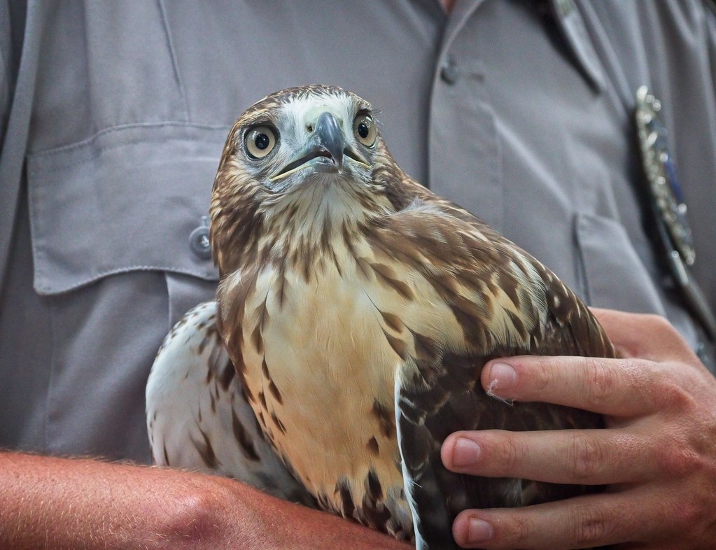 Urban Park Ranger rescues hawk in Tompkins Square
