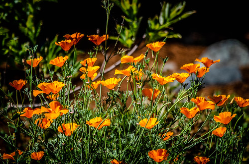Yard California Poppies