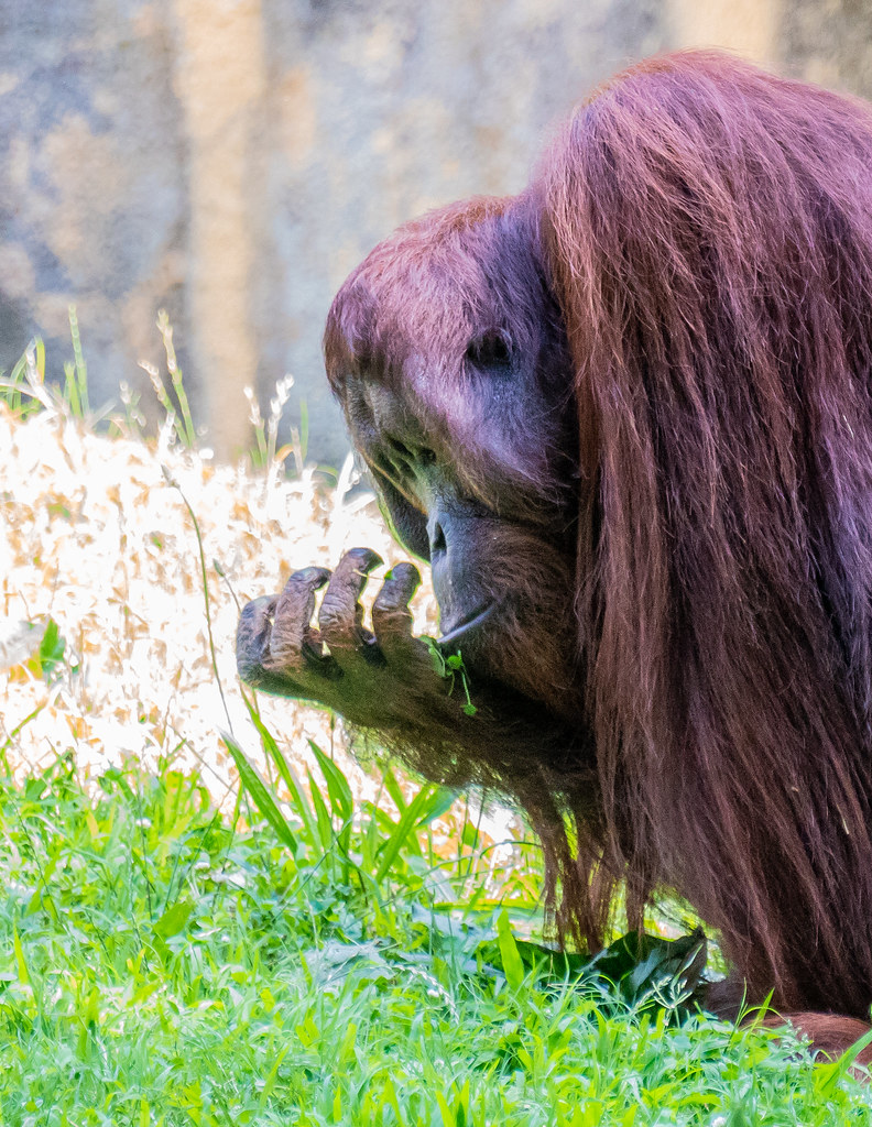 Orangutan_4