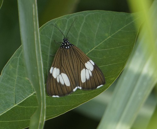 chiromachlaleuconoe erebidae insect fauna moth bayelsastate nigeria nigerdelta westafrica koroama koroamaforest