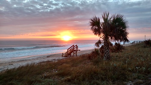 sunrise ocean beach tree