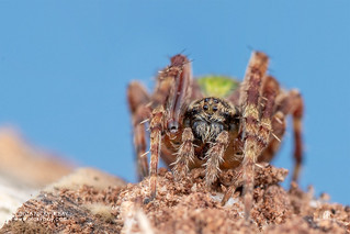 Orb weaver spider (Neoscona subfusca) - DSC_4640