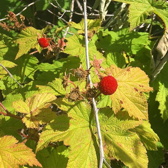 Anyone know what these berries are? They don’t look like blackberries. Maybe a wild raspberry?
