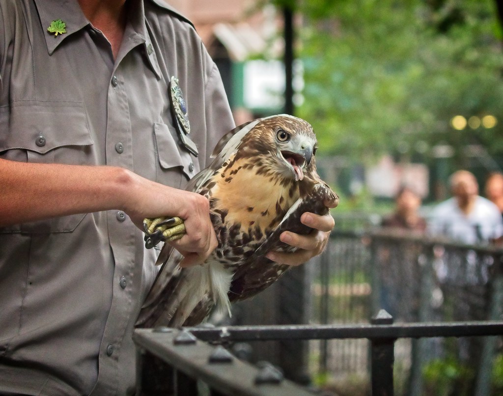 Urban Park Ranger rescues hawk in Tompkins Square