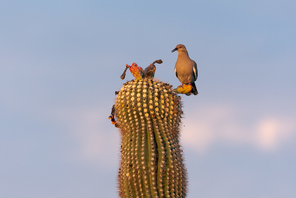 A white-winged dove, its face covered in the red juice of saguaro fruit, perches atop a saguaro illuminated by the rising sun by the Latigo Trail in McDowell Sonoran Preserve