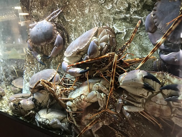 portugal june 17 2018 231 live crabs