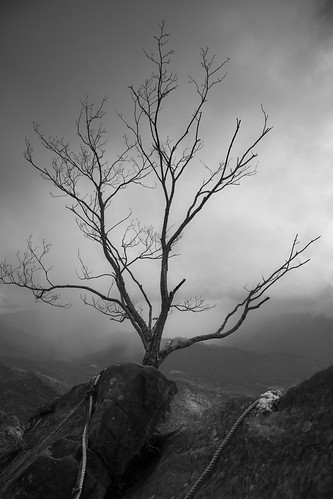 taiwan explorer landscape landscapephotography photography rock tree mountain cloud 台灣 台灣風景 山脈 雲 枯木 台南 楠西 梅峰古道 獵鷹尖