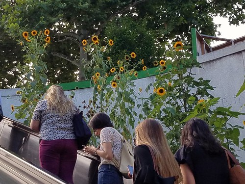 Dupont Circle Sunflowers