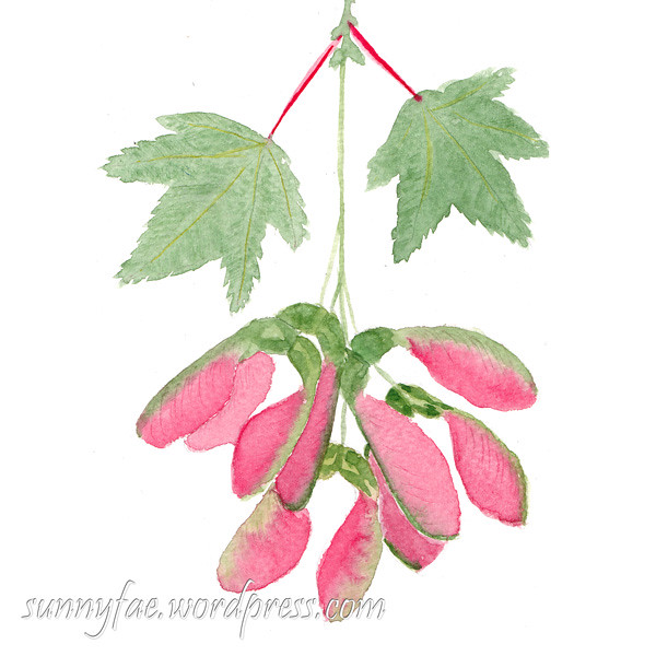 pink sycamore seeds