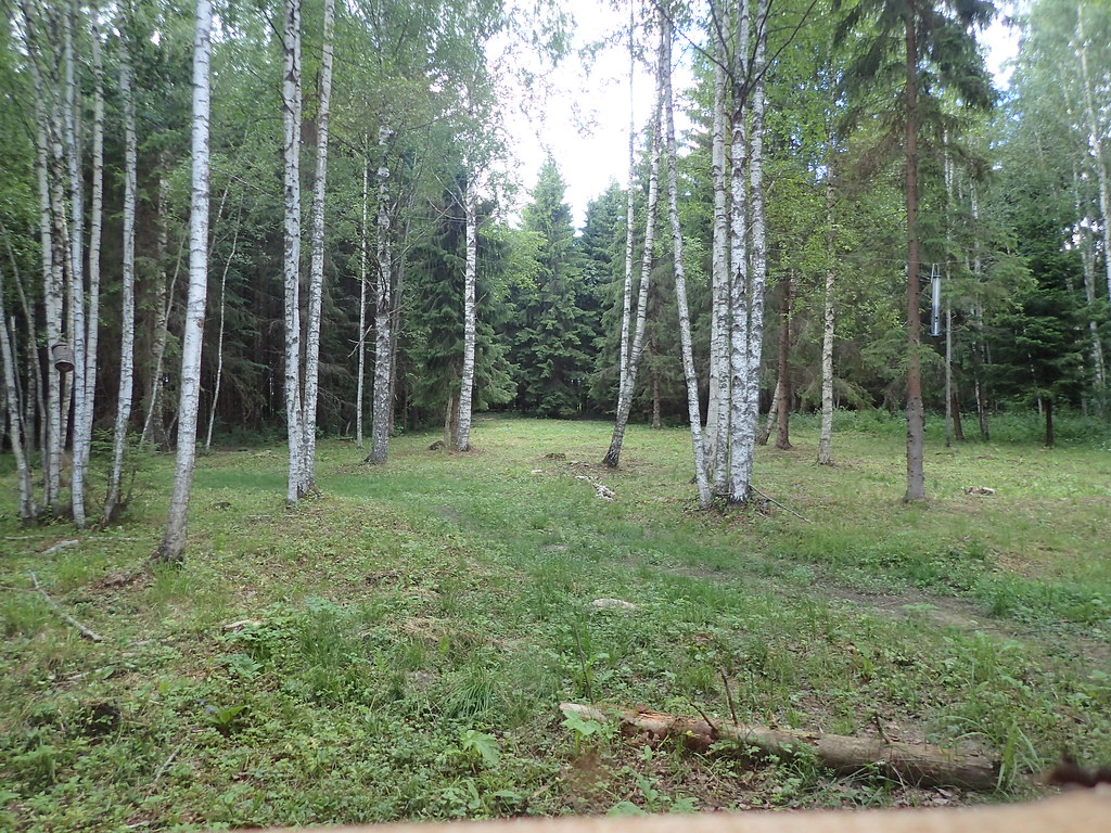 Bear hide,Estonia
