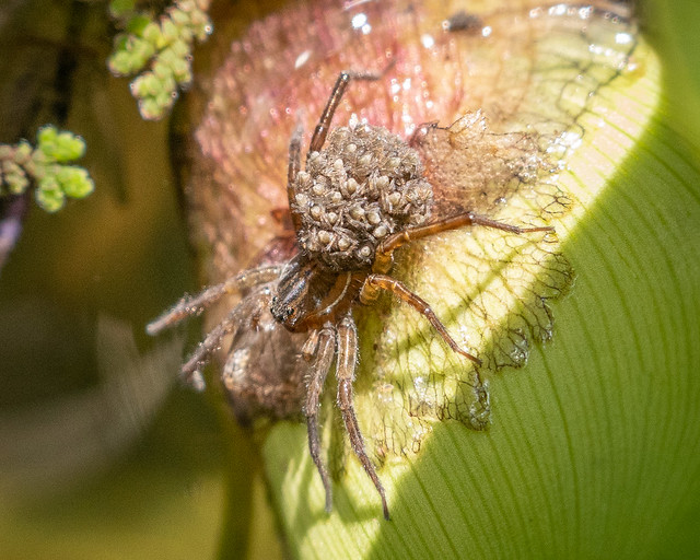 Fishing spider carrying babies