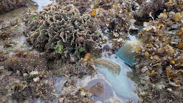 Various corals on Terumbu Hantu