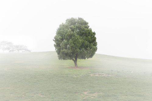 tree seoul along green fog park olympic 首爾 南韓