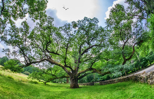 nature tree ancient historic bedford oaktree preservation westchester