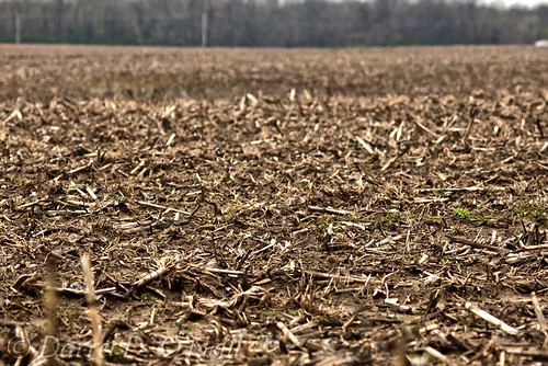 corn field stubble agriculture maize landscape brown green stlouis fairviewheights illinois usa stalks