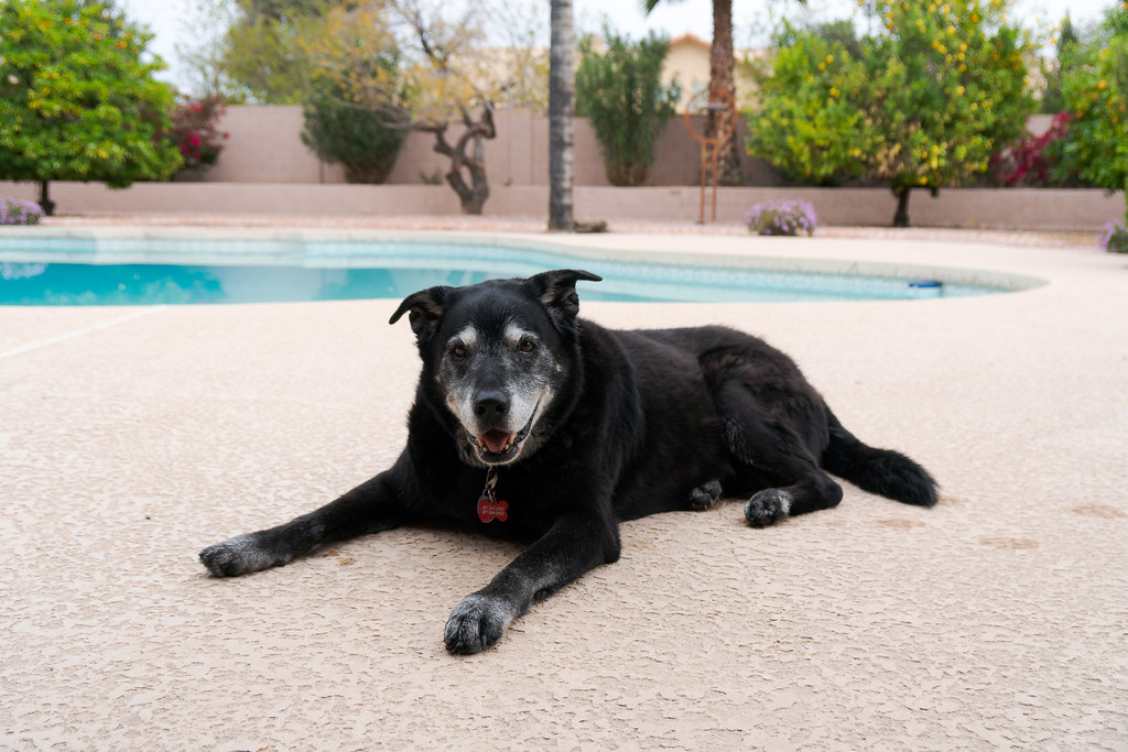 Our dog Ellie relaxes near the swimming pool in our backyard