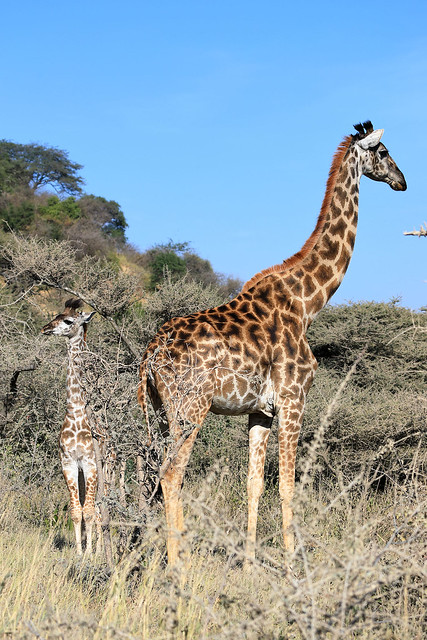 Giraffe with baby