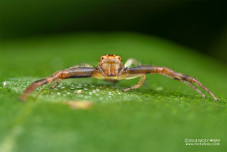 Crab spider (Synema mandibulare) - DSC_6220