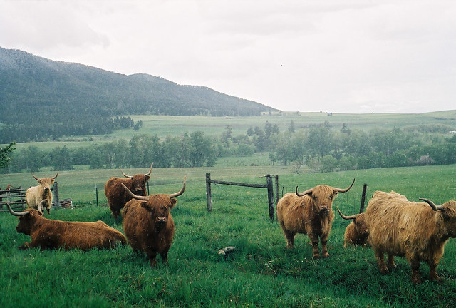 Scottish Highland Cattle, Montana