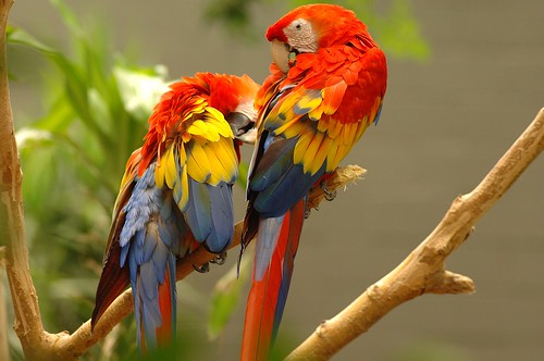 blue red orange bird birds parrot msoller specanimal
