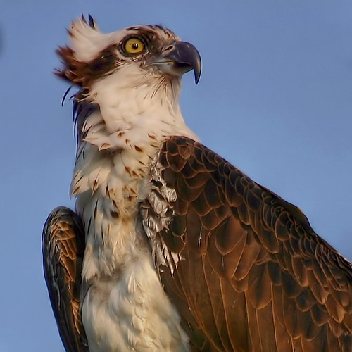 bird nature fauna interestingness bravo 500v20f searchthebest top20wings florida quality wildlife f100 500v50f raptor perch perched 1000v100f sanibel topv3333 topf100 osprey pandionhaliaetus pandion haliaetus interestingness4 magicdonkey 3333v33f birdphoto top20birdshots i500 1500v60f 3000v120f specanimal top2020 exploretop20 animalkingdomelite mywinner abigfave explore24aug06 specanimalbestshot 700thmagicdonkey avianexcellence supereco