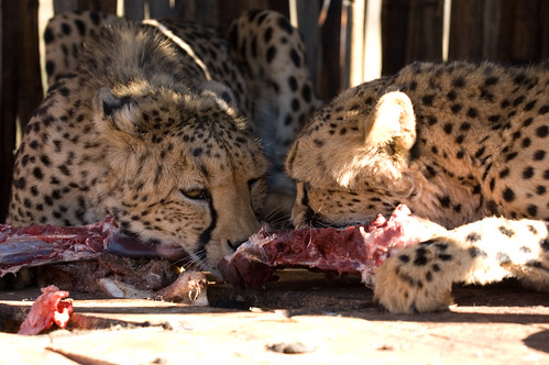 africa animal nikond70 cheetah namibia 70200mmf28gvr namibiaholiday2006 autabibfarm