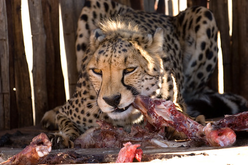 africa animal nikond70 cheetah namibia 70200mmf28gvr namibiaholiday2006 autabibfarm